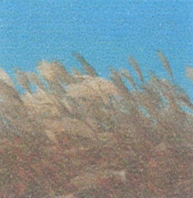 목초