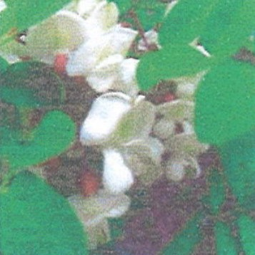 목초