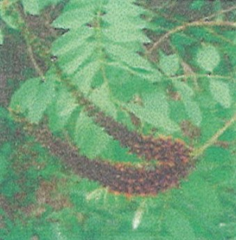 목초
