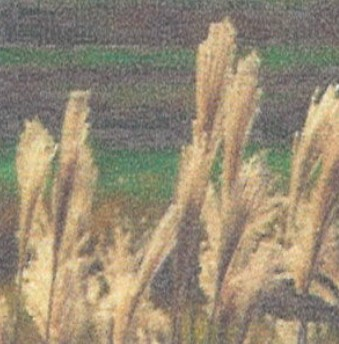 목초