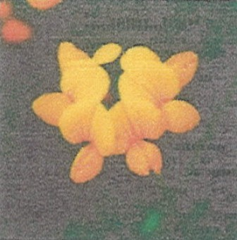 목초