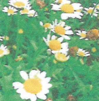 목초