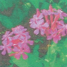 목초