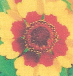 목초
