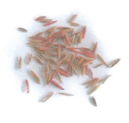 잔디