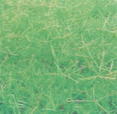 잔디